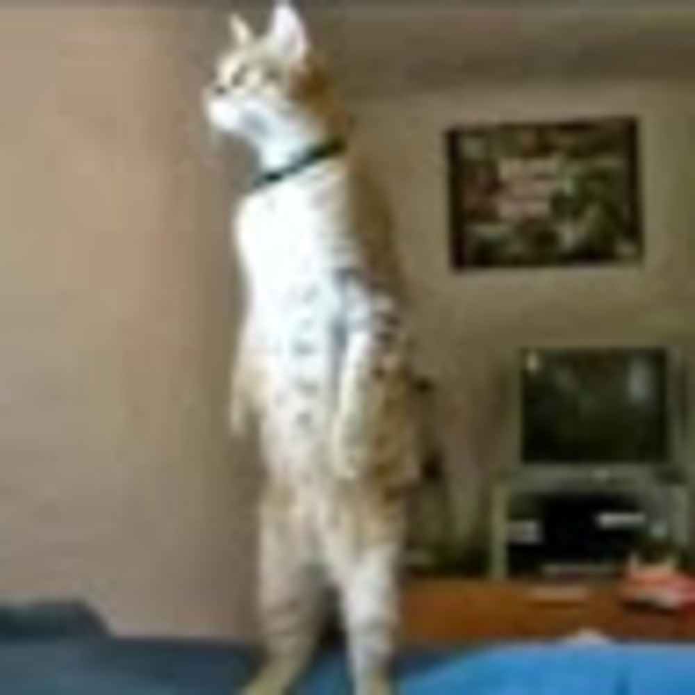 Meet your Posher, Cognizant x night